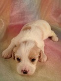 Cavachon Breeder August 2012|Puppies for sale